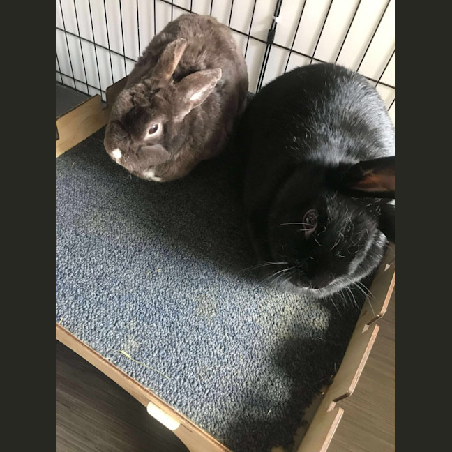 Photo of Cinnabun & Hopscotch
