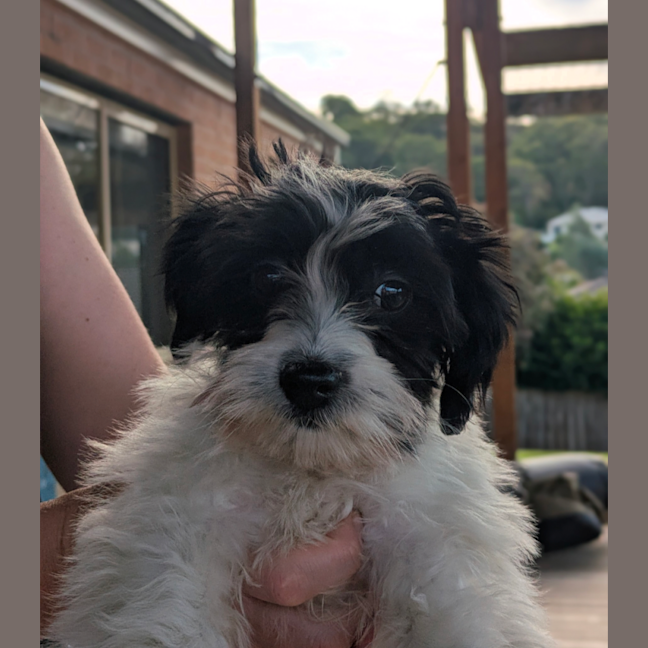 Photo of Sponge Cake