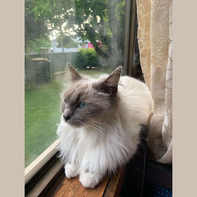 Photo of Mish (Ragdoll)