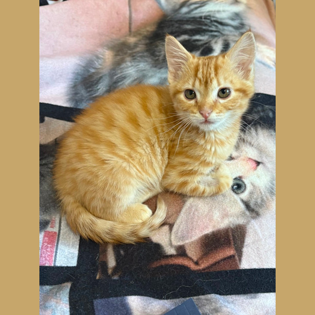 Photo of Caleb 🦁🧡🦁