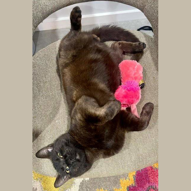 Photo of Midnight
