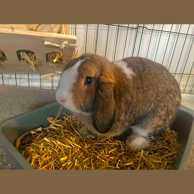Photo of Paddington