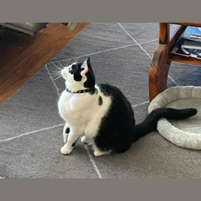 Photo of Snuggles