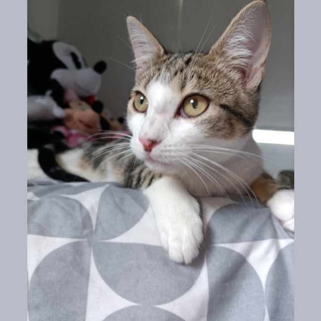 Photo of Everhart & Fairlight