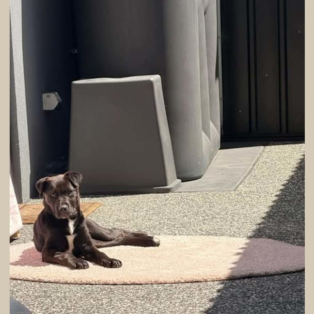 Photo of Bindi