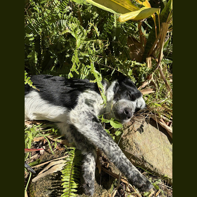 Photo of Patches