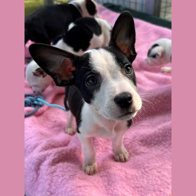 Photo of D1141 Minnie