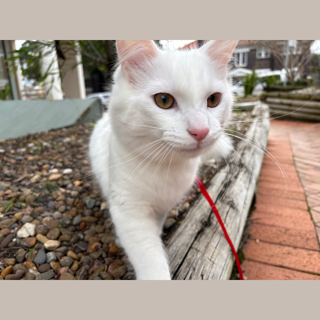 Photo of Bingus