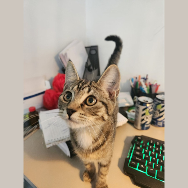 Photo of Tiger