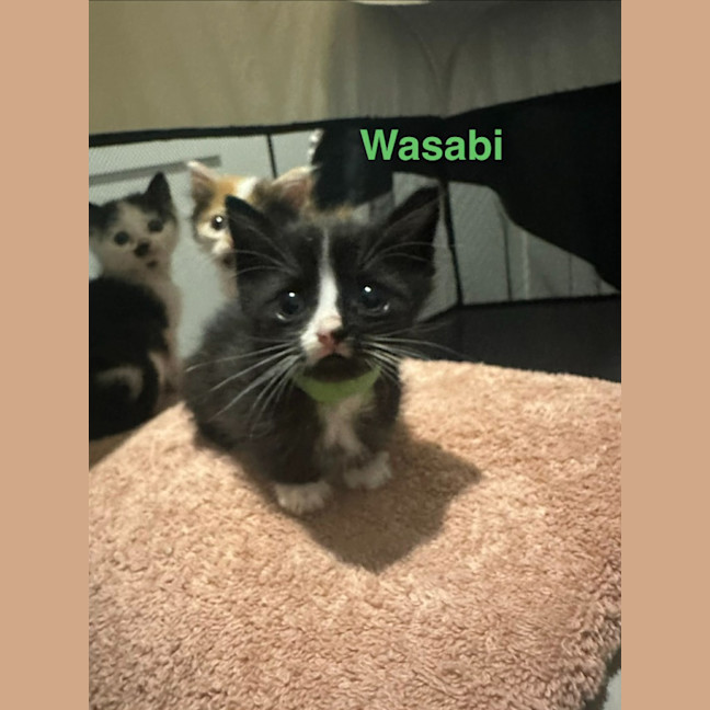 Photo of Wasabi