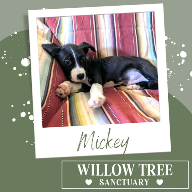 Photo of Mickey