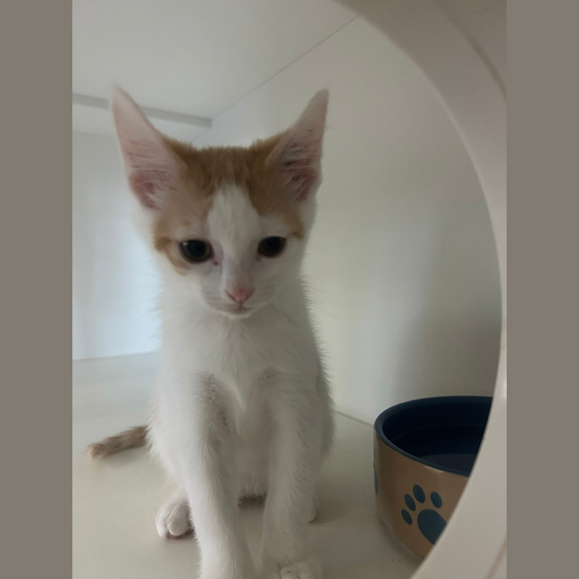 Photo of Rocket