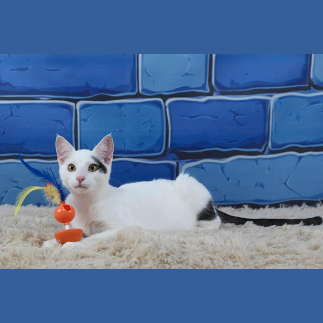 Photo of Mr Biscuits