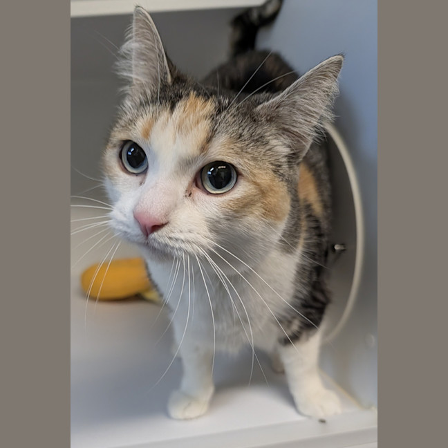 Photo of Lily