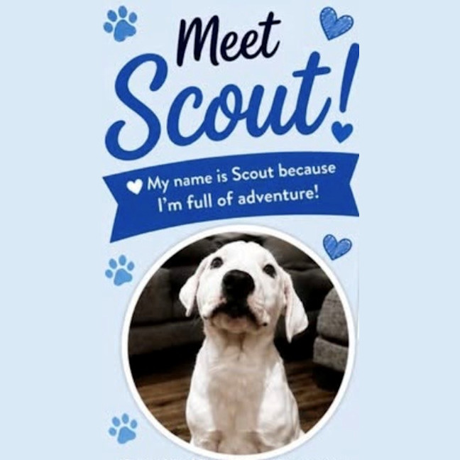 Photo of Scout