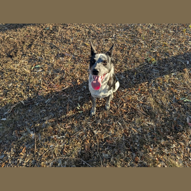Photo of Pepper