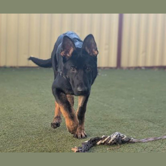 Photo of Arlo