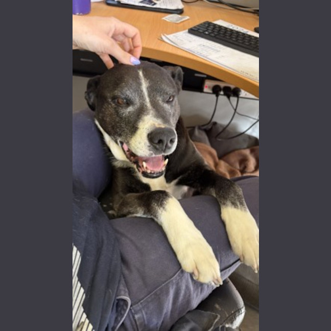 Photo of Toby