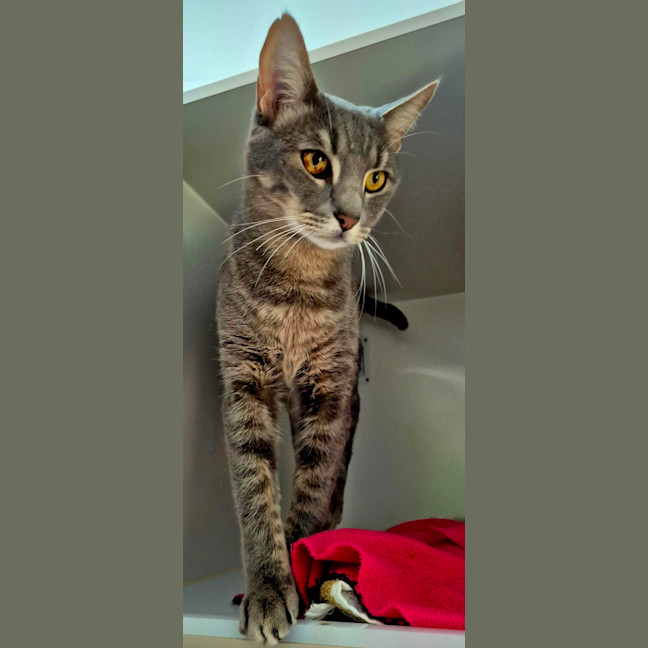 Photo of Smokey (7657)