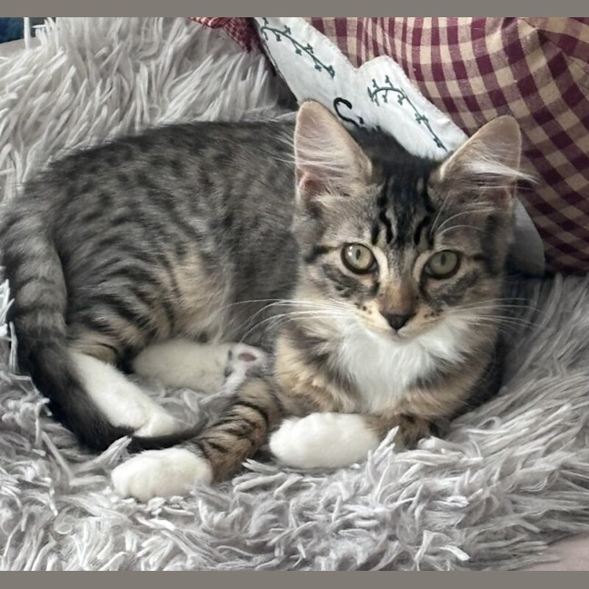 Photo of Peanut