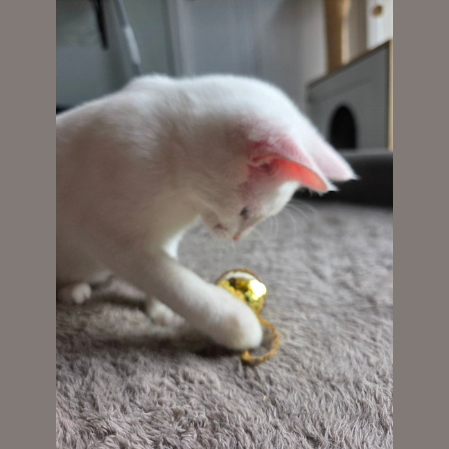 Photo of Pippi