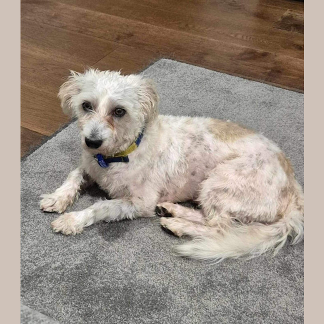 Photo of Milo 🥎14mos, Non Shedding, Terrier X🤩