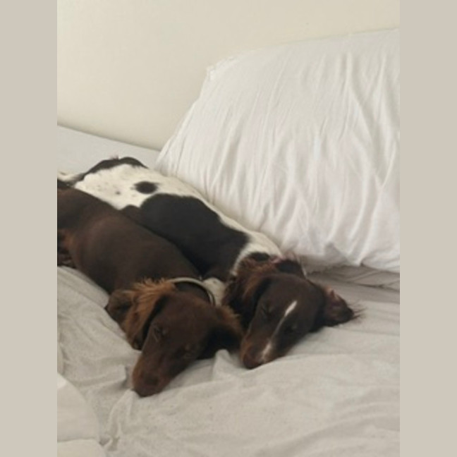 Photo of Paisley & Piper