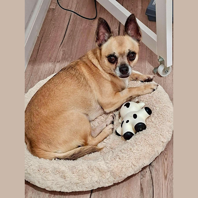 Photo of Fifi