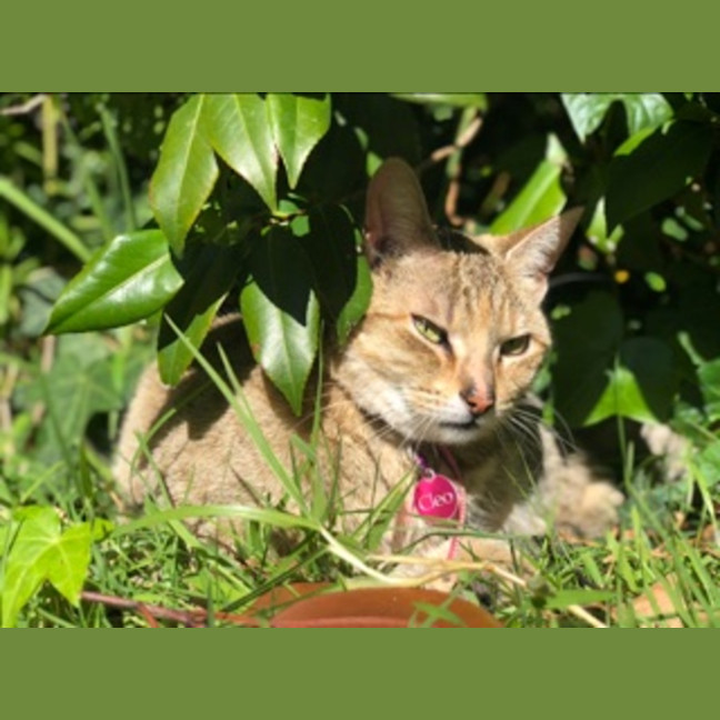 Photo of Cleo
