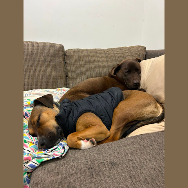 Photo of Doc   1 Year Old Staffy X (Trial)