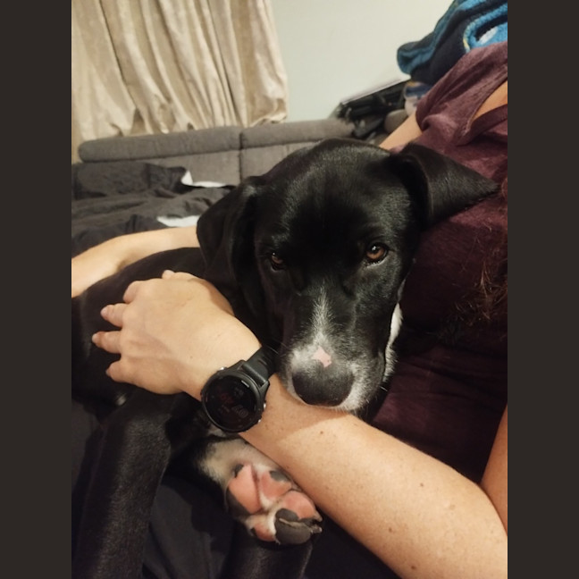 Photo of Panda   4 Month Old Border Collie X Kelpie (Trial)