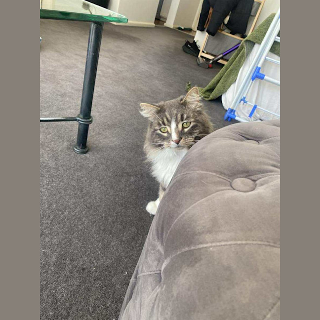 Photo of Merlin