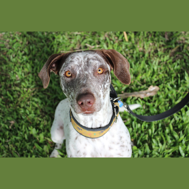 Photo of Pepper