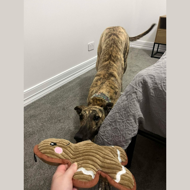 Photo of Alice, The Greyhound