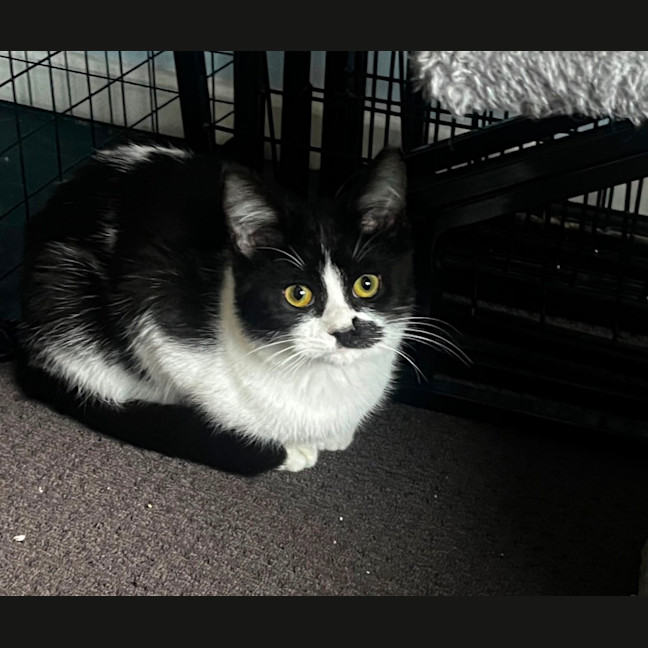 Photo of Jeckle