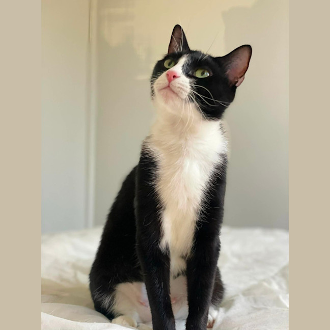 Photo of Pawdrey Hepburn