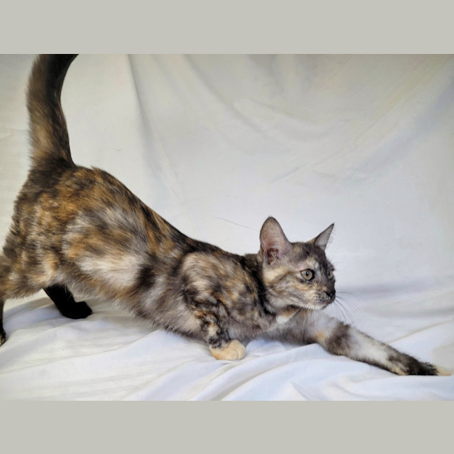 Photo of Rainbow Cabbage 🌈