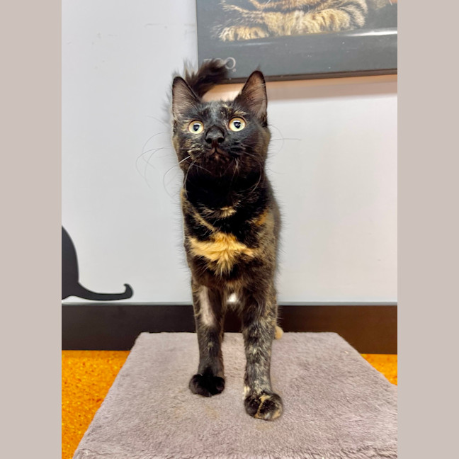 Photo of Roxy
