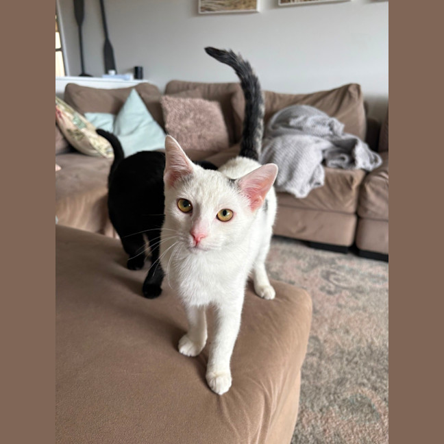 Photo of Ghost