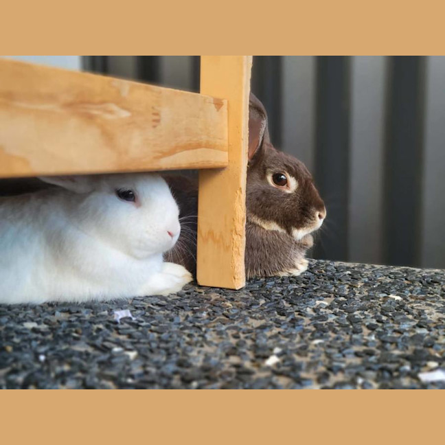 Photo of Basil (W Olive)