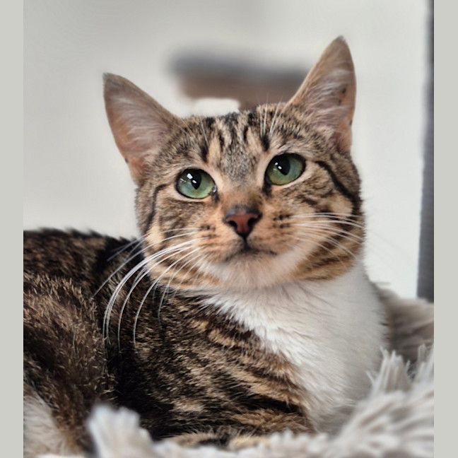 Photo of Juniper