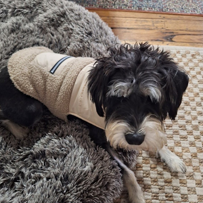 Photo of Rufus