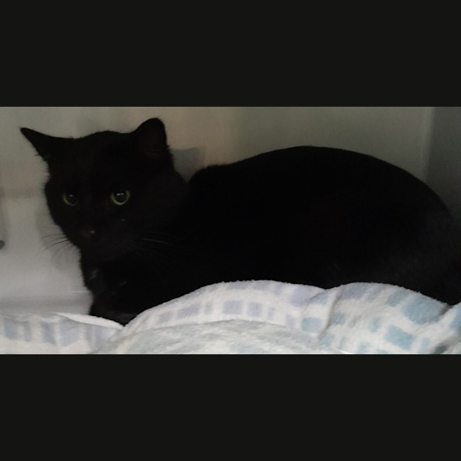 Photo of Bogey