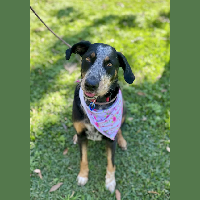 Photo of Luxi *$250 Adoption Fee*