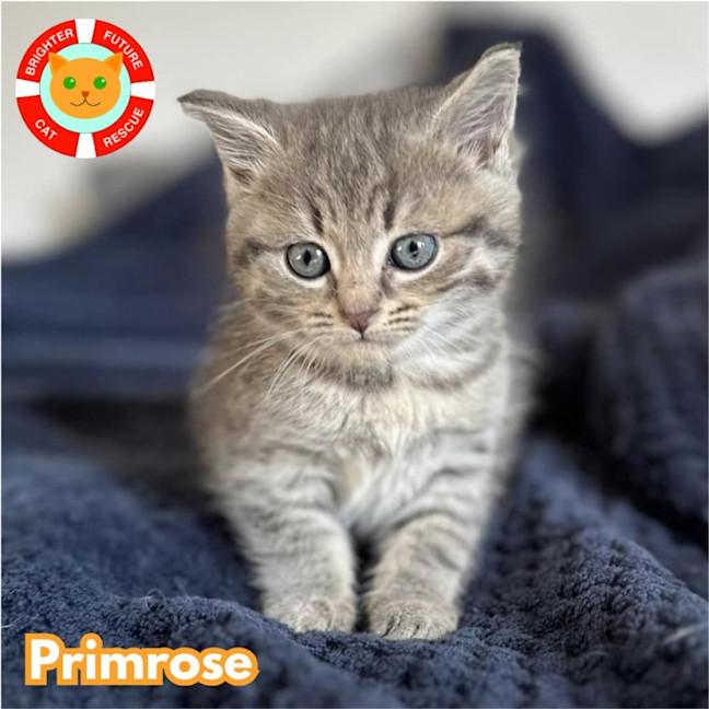 Photo of Primrose