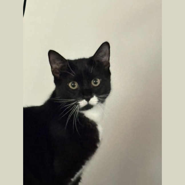 Photo of Bolly