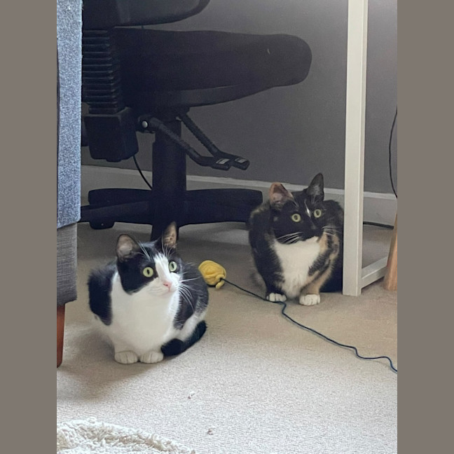 Photo of Molly & Nom Noms