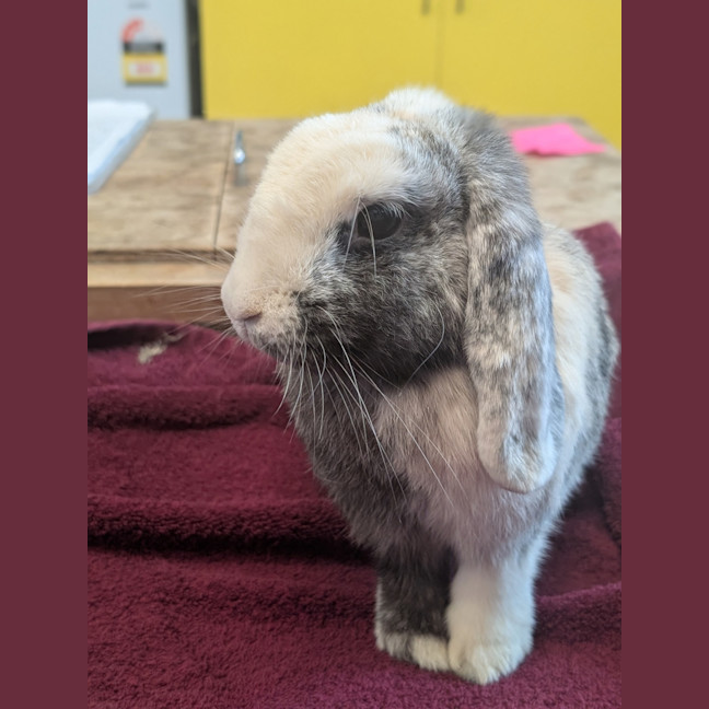 Photo of Coco