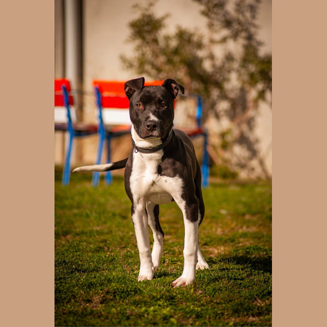 Photo of Toby