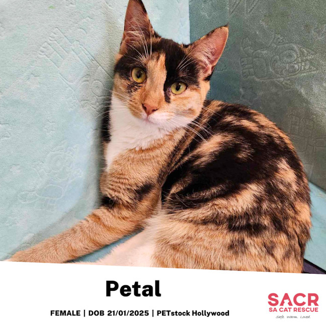 Photo of Petal